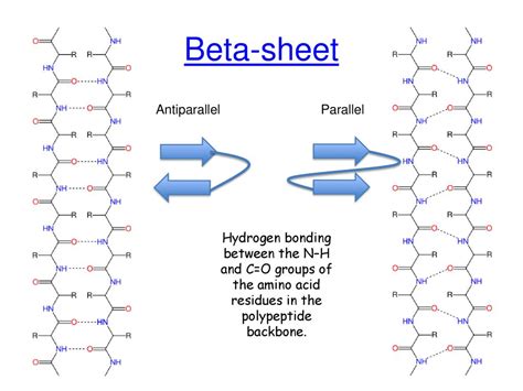 beta sheet antiparallel|Parallel vs Antiparallel Beta Sheets (Explained) .